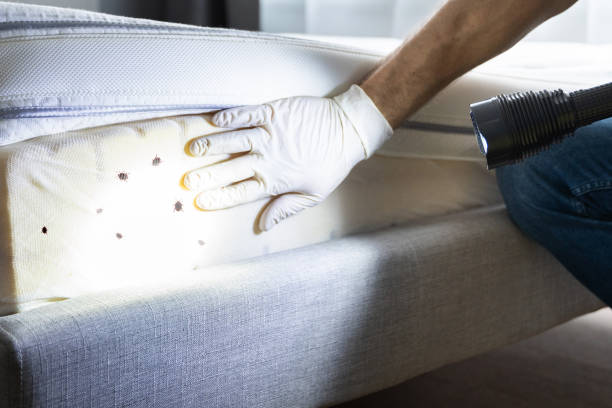 Best Wasp Removal Services  in Roosevelt, UT