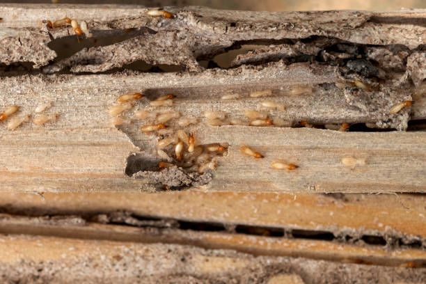 Best Mosquito Control Services  in Roosevelt, UT
