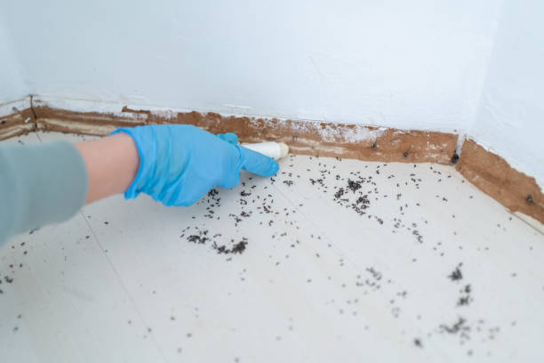 Best Flea Control Services  in Roosevelt, UT